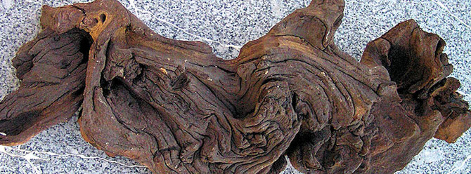 Mopani-Wurzeln stehen im Verdacht, durch Schwermetalleinschlüsse Giftstoffe an das Wasser abzugeben. Wurzeln, die von Qualitätsfirmen erworben wurden, sind unbedenklich. Foto: Michael Wolfinger