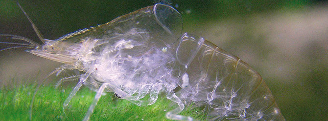 Dieses filigrane Gebilde ist die alte Haut einer Macrobrachium Garnele, wie sie nach der Häutung übrig bleibt. Foto: Michael Wolfinger
