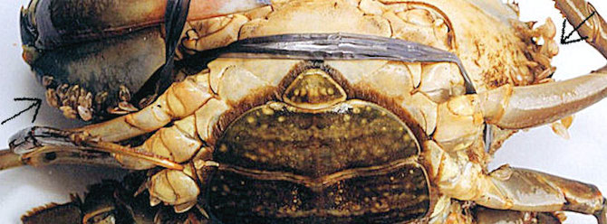 Eine mit Rankenfußkrebsen befallene Krabbe. Zu finden Sind Parasiten rund um den Panzer am Rande der Atem- öffnung, an der Basis der Chelipeden, und auf den zweiten und dritten Maxillipeden. Foto: Dr. Celia R. Lavilla-Pitogo
