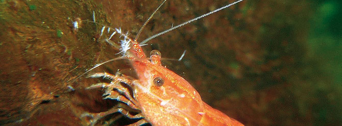 Wurmer Parasiten Schadlinge Crustakrankheiten De