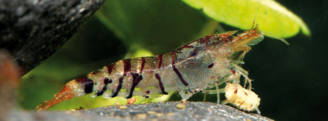 Caridina cf. cantonensis „Tiger“ bei der Futteraufnahme eines Garnelensticks. Foto: Heiko Blessin, JBL