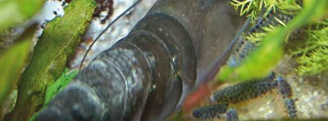 Beobachten Sie Ihre Tiere möglichst oft um Krankheiten vorzeitig zu erkennen. Kalkablagerungen wie bei dieser Gabun-Fächergarnele deuten auf zu hohe KH oder schlechte, ungeeignete Wasserwerte hin. 