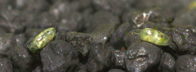 Muschelkrebse sind neben den Wasserasseln die einzigen bekannten parasitischen Arthropoden, die bei Garnelen vorkommen. Foto: Marc Kuhlmeier