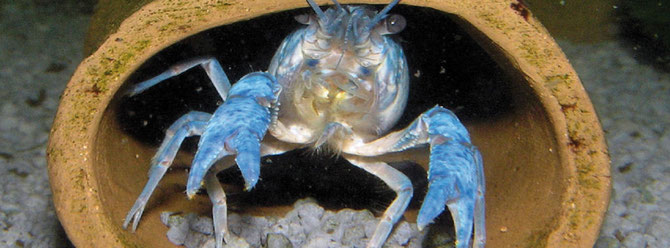 Crustaceen sind sind sehr neugierig und sehr gute Kletterer die über Pflanzen, Dekorationsgegenstände und selbst die Silikonnähte in den Aquariumecken nach oben kommen. Foto: Michael Wolfinger