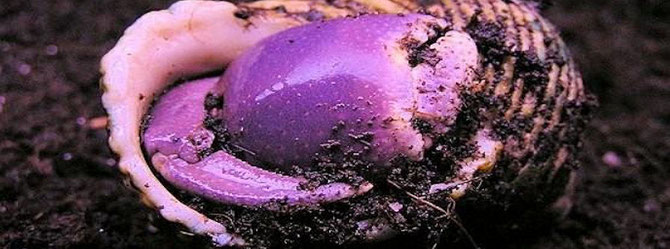 Während der Häutung graben sich die Landeinsiedlerkrebse meist in Sand oder auch in anderen vorhandenen lockeren Bodengrund ein um Ihren kräftezehrenden Häutungsvorgang auserhalb des Gehäuses im feuchten Bodengrund zu vollziehen. Foto: Michael Wolfinger