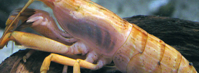 Auch bei Garnelen in der aquaristischen Haltung, wie hier bei dieser Fächergarnele Atyopsis moluccensis, kommt die Schwarzkiemenkrankheit vor. Foto: Michael Wolfinger