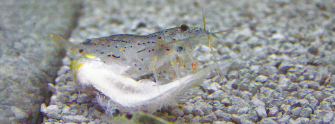Verstorbene Tiere, Fische oder Artgenossen, werden von Garnelen binnen kurzer Zeit als Futter verwertet. Foto: Michael Wolfinger