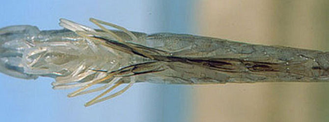 Dunkelfärbung an der Basis der Schwimmbeinpaare, wier hier bei einer Weißen Garnele (Penaeus vannamei) ist ein Hinweis auf eine nekrotisierende hepatopancreatitis. Foto: Dr. Donald V. Lightner
