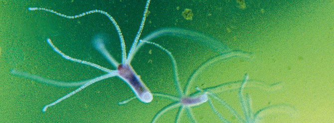 Süßwasserpolypen, Hydra vulgaris, sind für größere Krebstiere ungefährlich, Kleinkrebse und Larven werden jedoch verzehrt. Foto: Dr. Jürgen Schmidt
