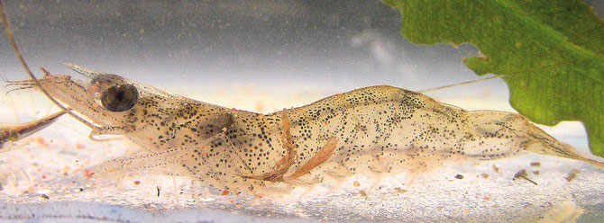 Augen und Antennen stellen die wichtigsten Sinnesorgane der Garnelen und Krebse dar. Foto: Michael Wolfinger