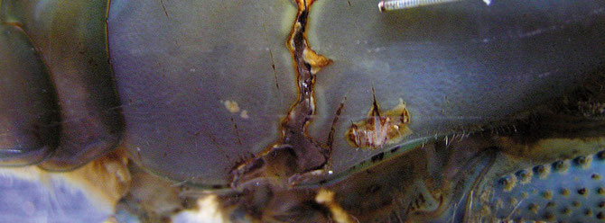 Bei großen Verletzungen oder Rissen am Panzer ist das Überleben der Garnele stark bedroht, da nicht nur Körper-flüssigkeit nach außen gelangt sondern auch im Wasser vorhandene Bakterien eindringen können. Foto: M. Wolfinger