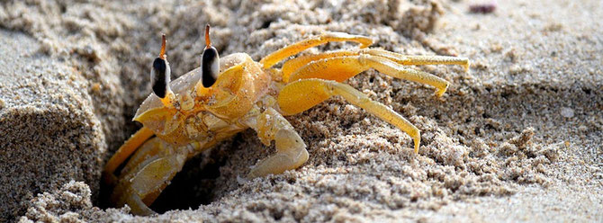 Winkerkrabben Weibchen begutachten erst die Höhle bevor Sie einen Partner auswählen. Foto: fabio lamanna - Fotolia.com