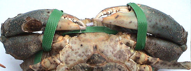 Bakterielle Infektion bei einer Krabbe auf der Panzerunterseite. Foto: Dr. Celia R. Lavilla-Pitogo 