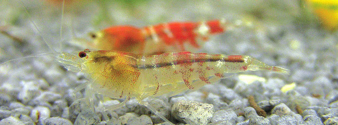Kunststoffkies von No-Name- Firmen könnte Weichmacher an das Wasser abgeben, die für Garnelen tödlich sein können. Foto: Michael Wolfinger