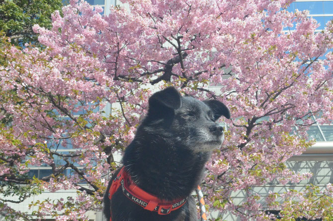 きれいに咲いている河津桜と　ルイちゃん。