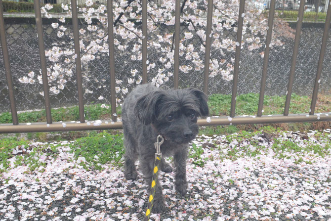 桜吹雪と　NEROちゃん。