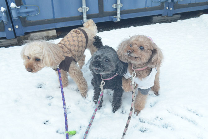 雪遊びしている3人娘　ココ、ミリ、ララ。