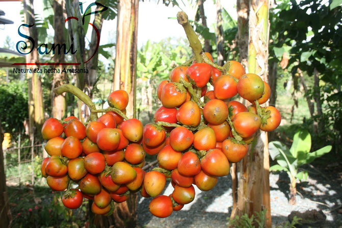 CHONTADURO, DELICIA AFRO