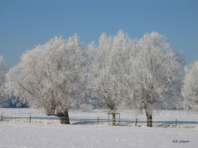 schneebedeckte Bäume