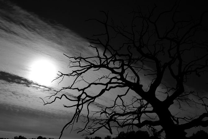 abgestorbener Baum im Abendlicht