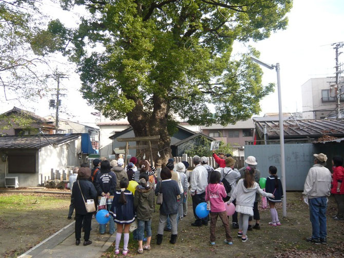 渋川神社の楠の木