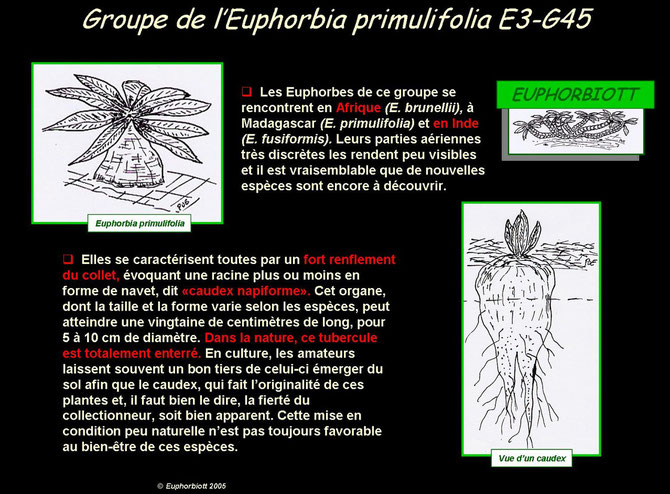 primulifolia 1