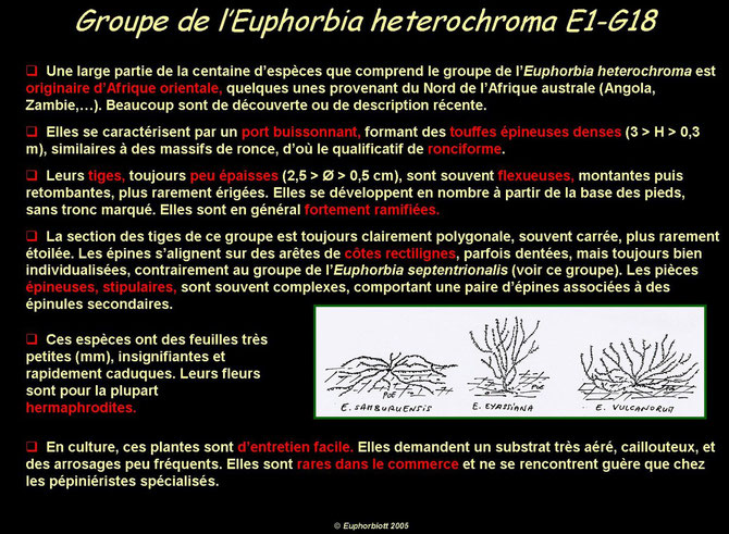 heterochroma 1