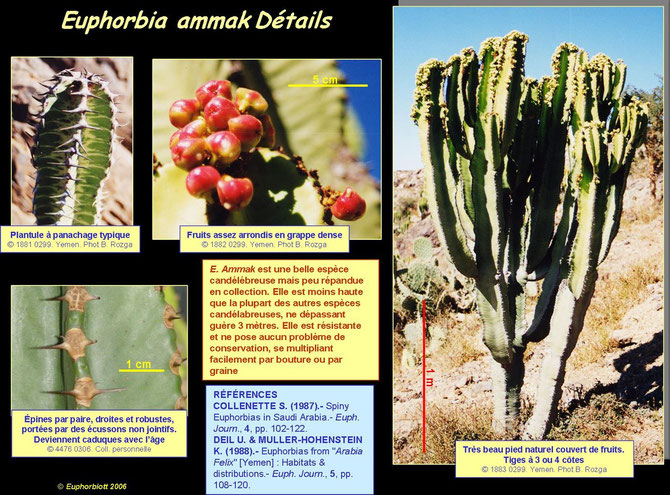 Euphorbia ammak 3