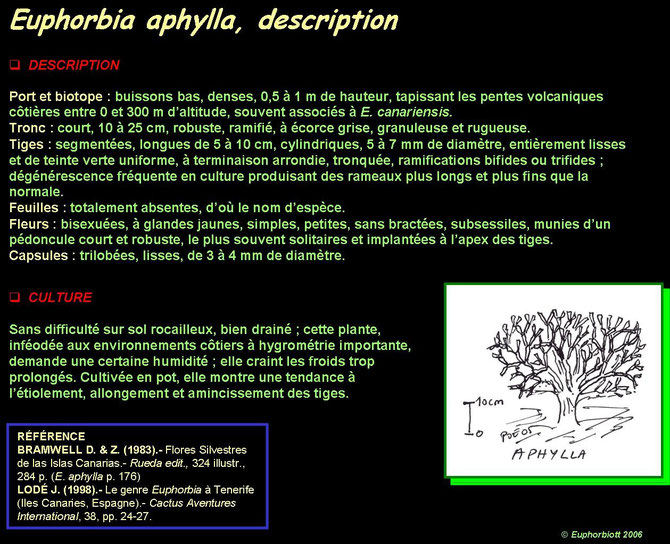 Euphorbia aphylla 4