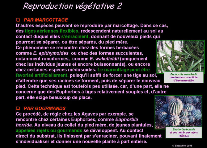 reproduction végétative 2