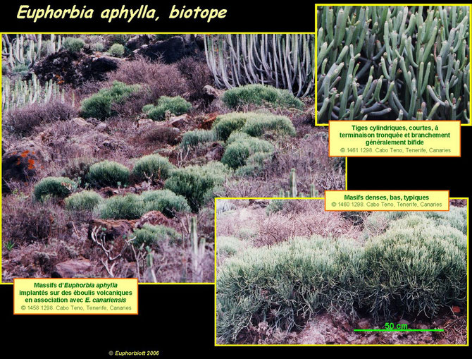 Euphorbia aphylla 2