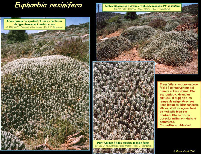 resinifera 2