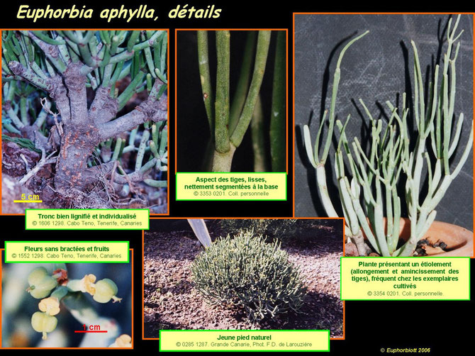 Euphorbia aphylla 3