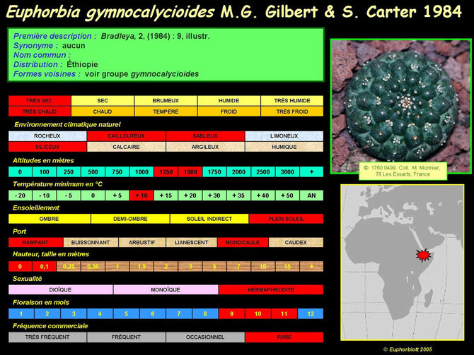 gymnocalicioides 1