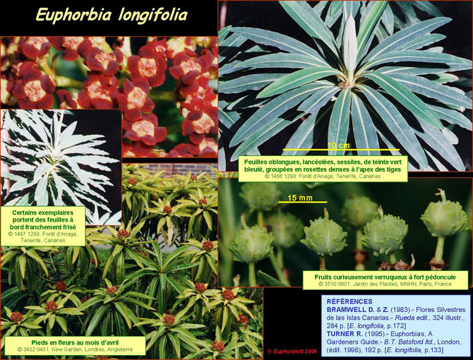 longifolia 3