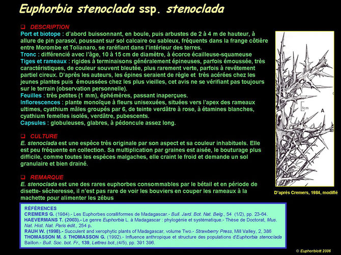 stenoclada stenoclada 5