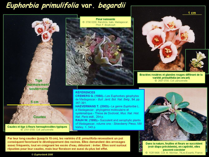 primulifolia begardii 3