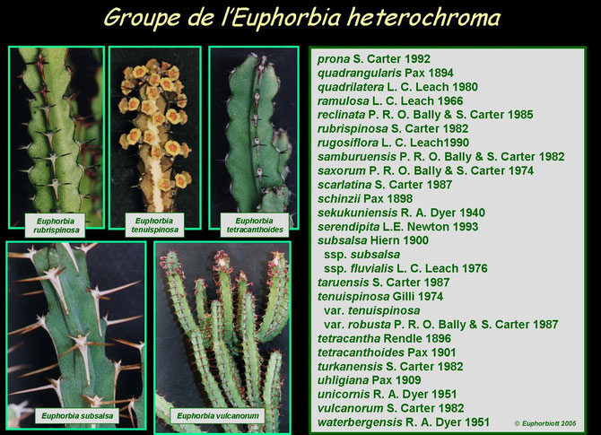 heterochroma 4