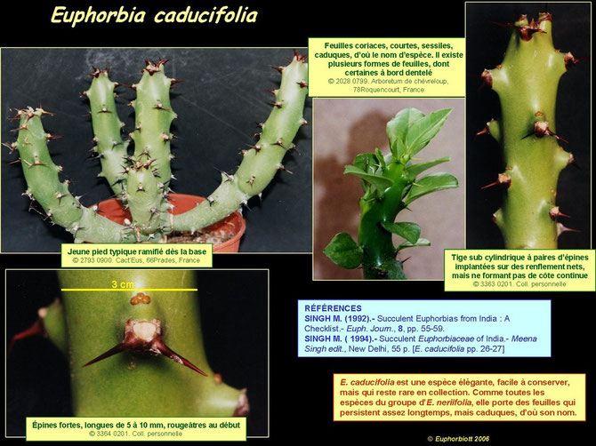 caducifolia 3