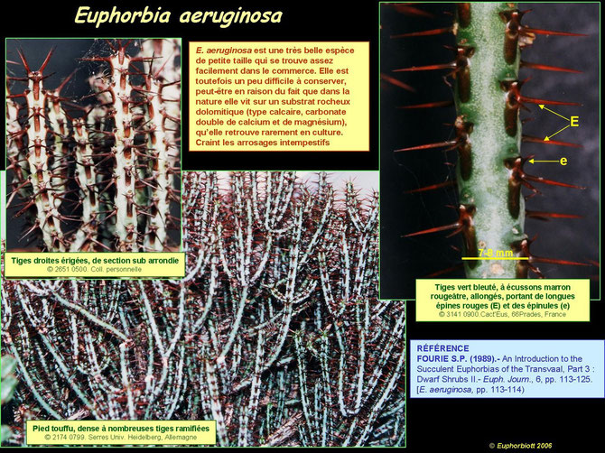 Euphorbia aeruginosa 2