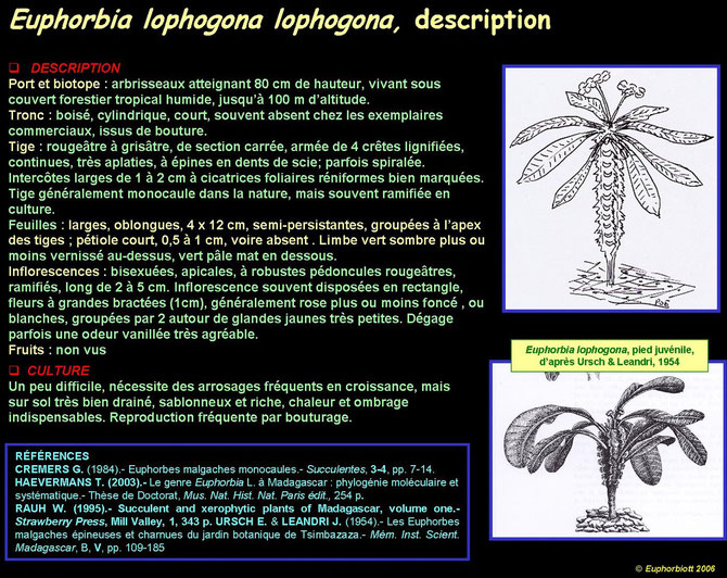 lophogona 4