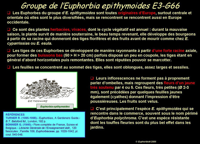 epithymoides 1
