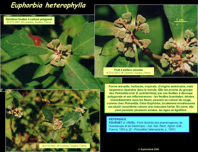 heterophylla 2