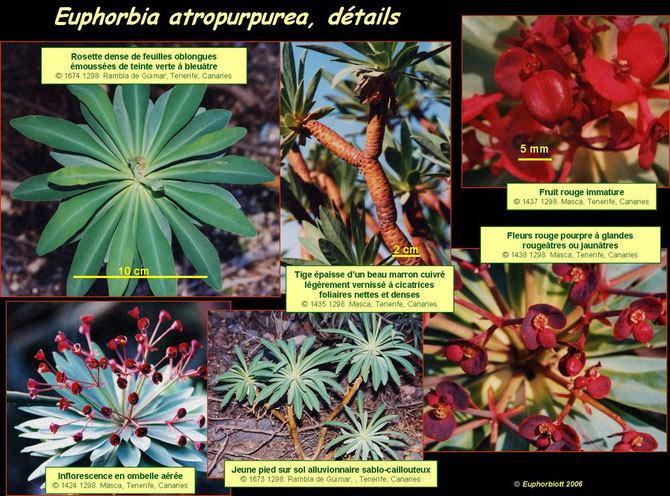 Euphorbia atropurpurea 3