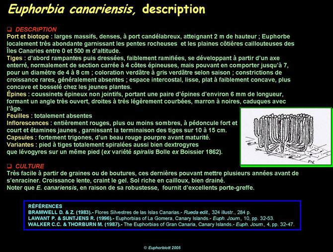 canariensis 4