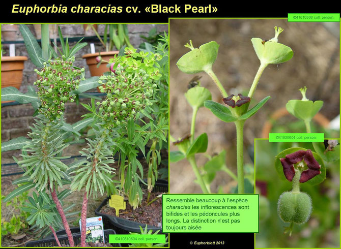 characias cultivars 2