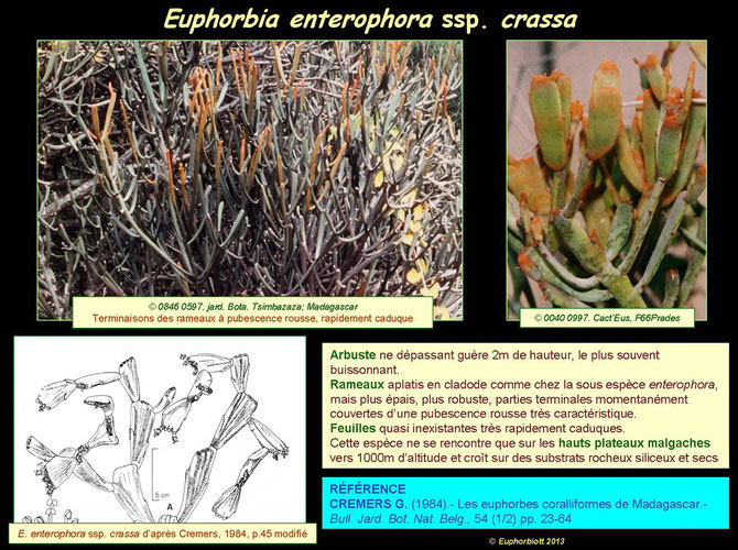 enterophora crassa 3