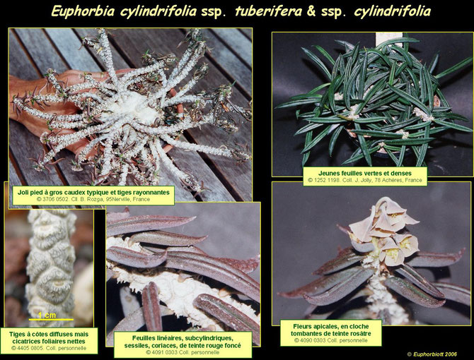 cylindrifolia 2