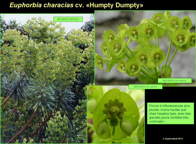 characias cultivars 3