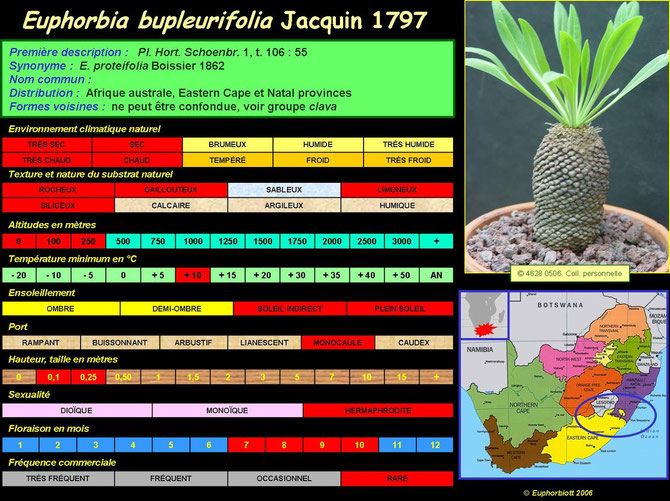 bupleurifolia 1